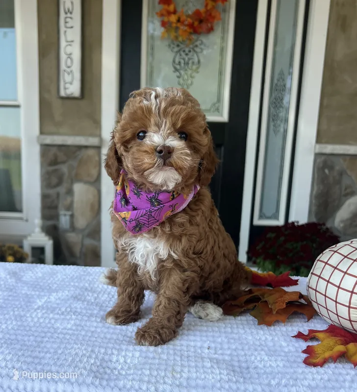 Willow - Petite Mini, a female Miniature Goldendoodle for sale in Warsaw, NY – 1 of 5
