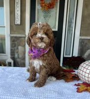 Willow - Petite Mini, a female Miniature Goldendoodle for sale in Warsaw, NY – 1 of 5
