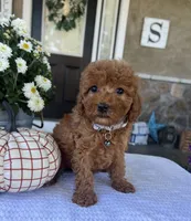 Stella - Mini, a male Miniature Goldendoodle for sale in Warsaw, NY – 2 of 4