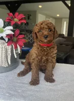 Reece - Mini, a male Miniature Goldendoodle for sale in Warsaw, NY – 2 of 4