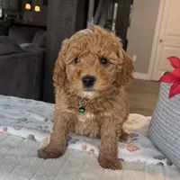 Beau - Mini, a male Miniature Goldendoodle for sale in Warsaw, NY – Photo 1 of 4