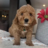 Beau - Mini, a male Miniature Goldendoodle for sale in Warsaw, NY – Photo 2 of 4