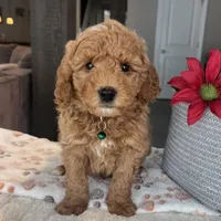 Beau - Mini, a male Miniature Goldendoodle for sale in Warsaw, NY – Photo 3 of 4