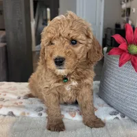Beau - Mini, a male Miniature Goldendoodle for sale in Warsaw, NY – Photo 4 of 4