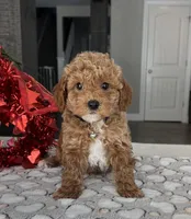 Mason - Mini, a male Miniature Goldendoodle for sale in Warsaw, NY – Photo 3 of 4