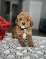 Mason - Mini, a male Miniature Goldendoodle for sale in Warsaw, NY – Photo 1 of 4