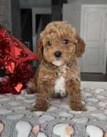 Mason - Mini, a male Miniature Goldendoodle for sale in Warsaw, NY – Photo 4 of 4