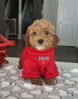 Mason - Mini, a male Miniature Goldendoodle for sale in Warsaw, NY – Photo 2 of 4