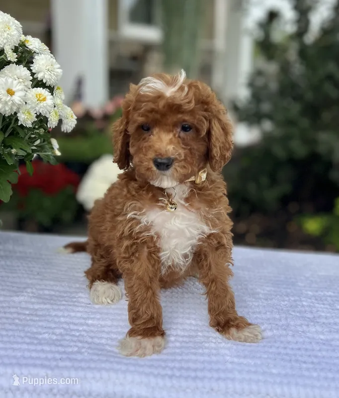 Ava - Mini – Miniature Goldendoodle puppy for sale in Warsaw, NY