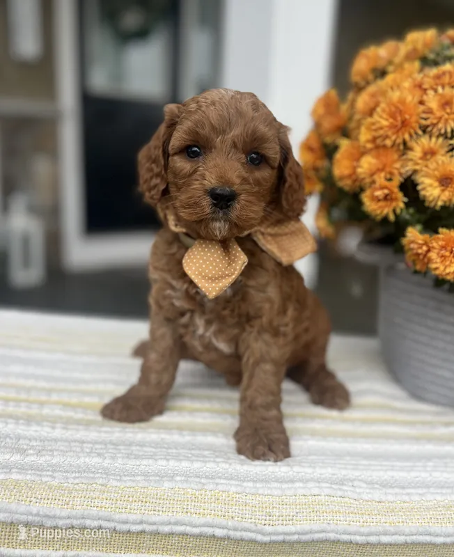 Brynlee - Medium – Goldendoodle puppy for sale in Warsaw, NY