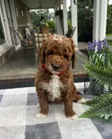 Cooper - Mini, a male Miniature Goldendoodle for sale in Warsaw, NY – 2 of 3