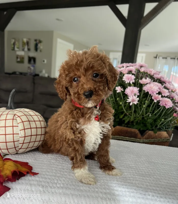 Archer - Mini – Miniature Goldendoodle puppy for sale in Warsaw, NY