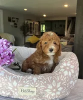 George - Mini, a male Miniature Goldendoodle for sale in Warsaw, NY – 4 of 4