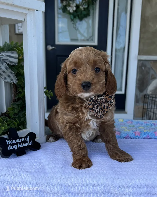 Milo - Mini – Miniature Goldendoodle puppy for sale in Warsaw, NY