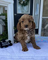 Milo - Mini, a male Miniature Goldendoodle for sale in Warsaw, NY – 1 of 2