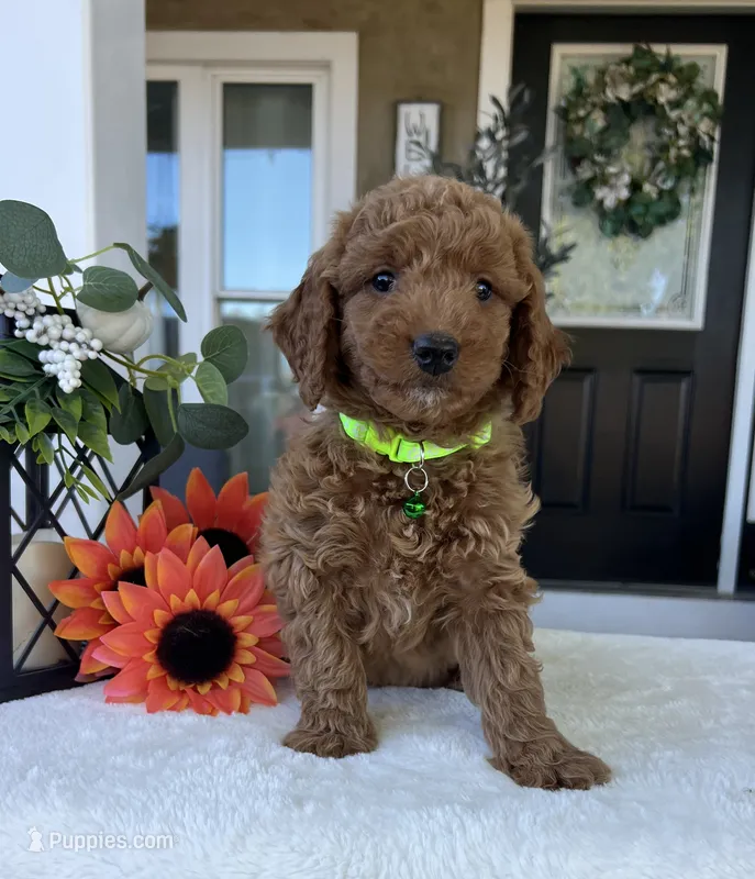 Lola - Medium – Goldendoodle puppy for sale in Warsaw, NY
