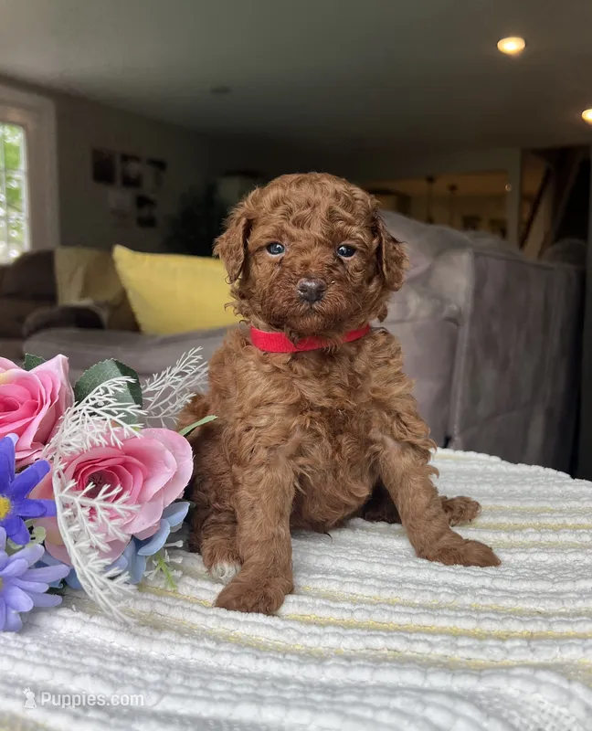 Zayden - Mini – Miniature Goldendoodle puppy for sale in Warsaw, NY
