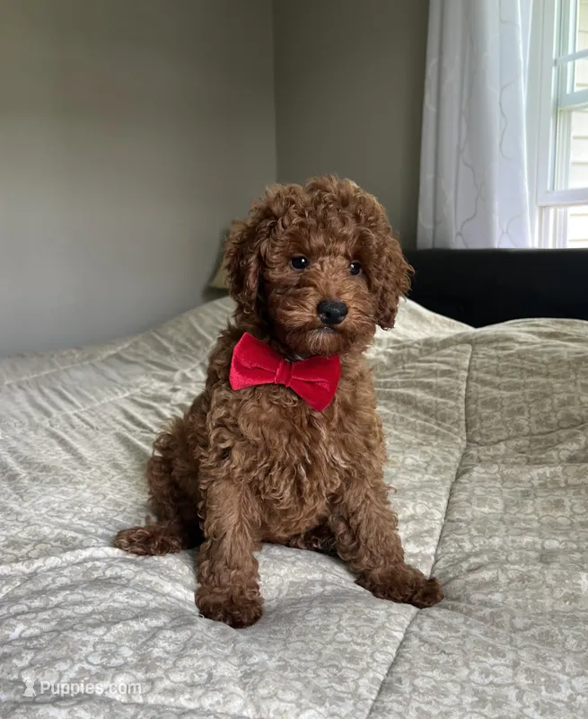 Reece - Mini – Miniature Goldendoodle puppy for sale in Warsaw, NY