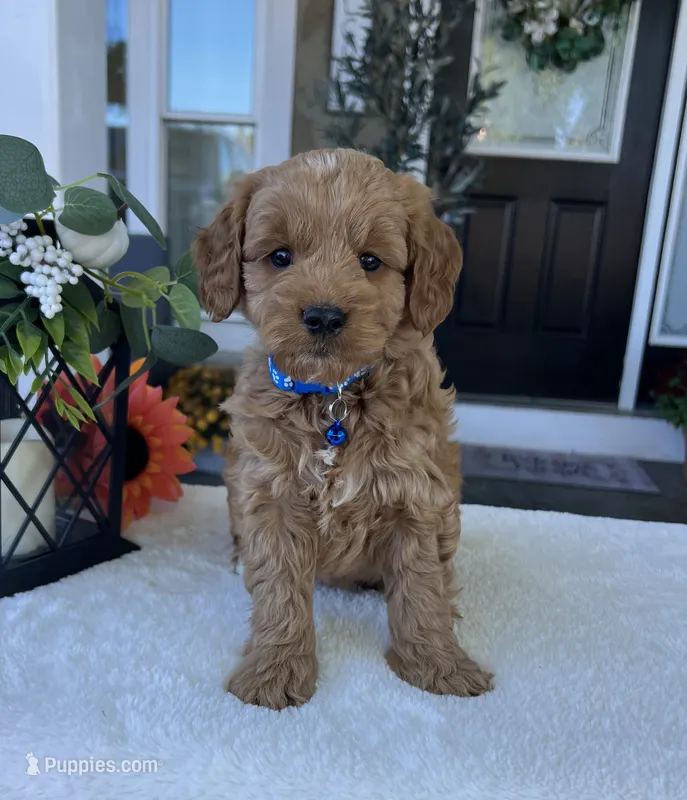 Leo - Medium – Goldendoodle puppy for sale in Warsaw, NY