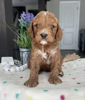 Blaze - Medium, a male Goldendoodle for sale in Warsaw, NY – 2 of 3