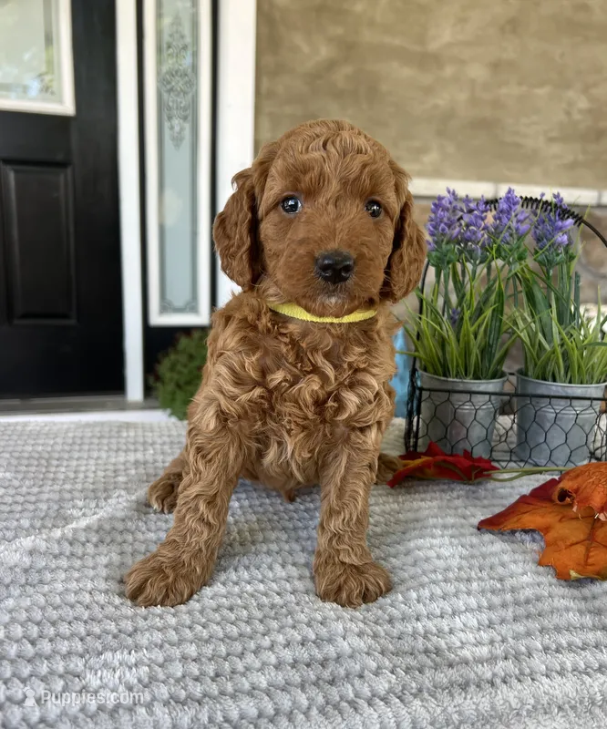 Lola - Medium – Goldendoodle puppy for sale in Warsaw, NY