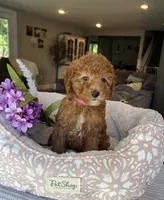 Gracie - Mini, a female Miniature Goldendoodle for sale in Warsaw, NY – 4 of 4