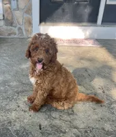 Gunner - Mini, a male Miniature Goldendoodle for sale in Warsaw, NY – 4 of 4