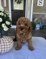 Skye - Mini, a female Miniature Goldendoodle for sale in Warsaw, NY – 3 of 4