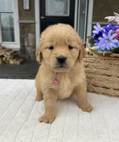 Diva , a female Golden Retriever for sale in Warsaw, NY – Photo 3 of 4