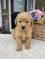 Diva , a female Golden Retriever for sale in Warsaw, NY – Photo 4 of 4