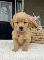 Diva , a female Golden Retriever for sale in Warsaw, NY – Photo 1 of 4