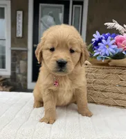 Diva , a female Golden Retriever for sale in Warsaw, NY – Photo 2 of 4
