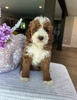 Grant - Mini, a male Miniature Goldendoodle for sale in Warsaw, NY – 4 of 4