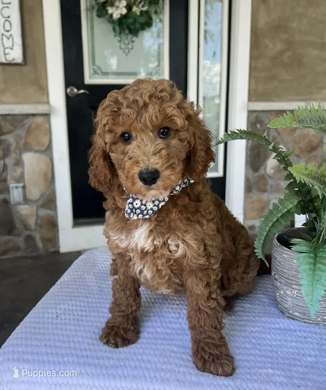 Wade - Medium – Goldendoodle puppy for sale in Warsaw, NY