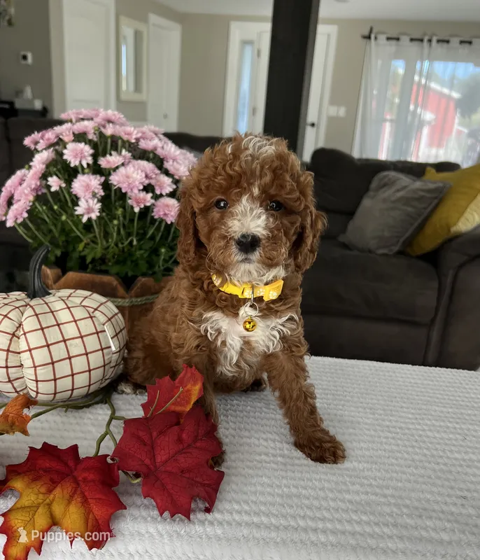 Addison - Mini – Miniature Goldendoodle puppy for sale in Warsaw, NY