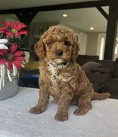 Rowen - Mini, a male Miniature Goldendoodle for sale in Warsaw, NY – 4 of 4