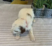 Luca - Mini, a male Miniature Goldendoodle for sale in Warsaw, NY – Photo 4 of 4