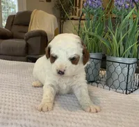 Luca - Mini, a male Miniature Goldendoodle for sale in Warsaw, NY – Photo 3 of 4
