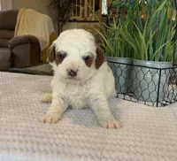 Luca - Mini, a male Miniature Goldendoodle for sale in Warsaw, NY – Photo 2 of 4