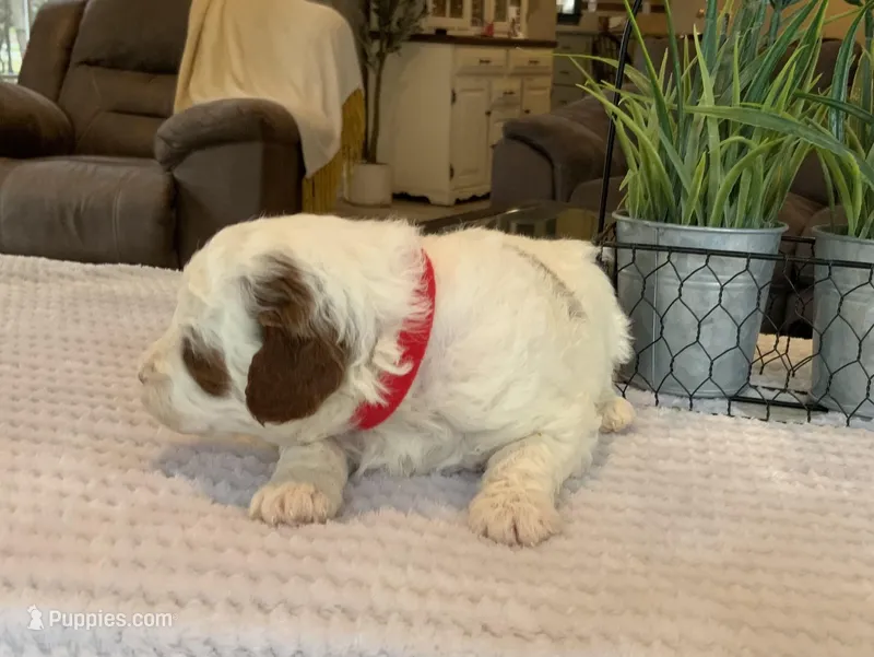 Luca - Mini – Miniature Goldendoodle puppy for sale in Warsaw, NY