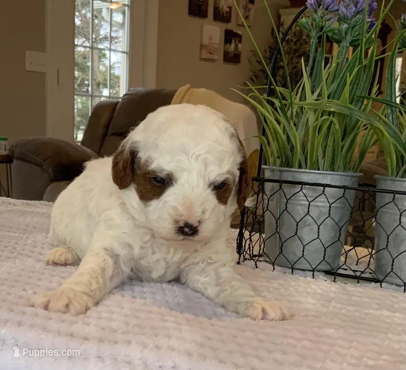 Luca  - Mini – Miniature Goldendoodle puppy for sale in Warsaw, NY