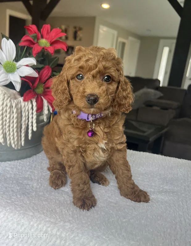 Rosie - Mini – Miniature Goldendoodle puppy for sale in Warsaw, NY