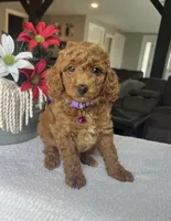 Rosie - Mini, a female Miniature Goldendoodle for sale in Warsaw, NY – 1 of 5