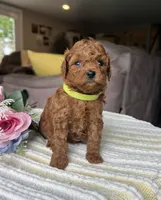 Zadie- Mini, a female Miniature Goldendoodle for sale in Warsaw, NY – 4 of 4