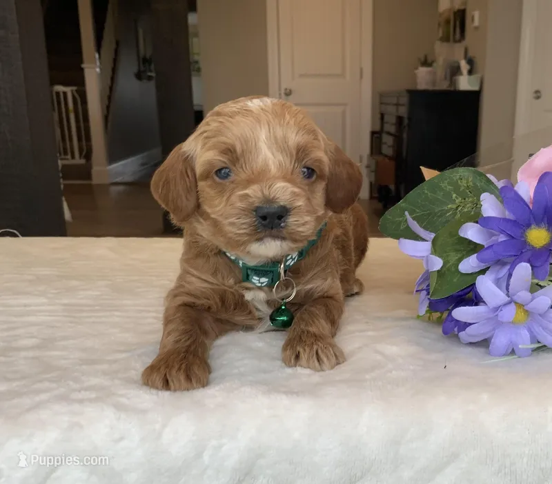 Milo - Mini – Miniature Goldendoodle puppy for sale in Warsaw, NY