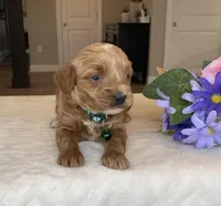 Milo - Mini, a male Miniature Goldendoodle for sale in Warsaw, NY – Photo 2 of 3