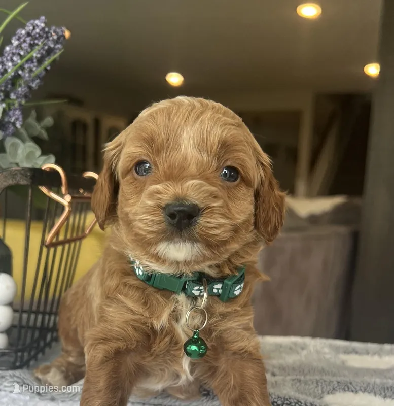 Milo - Mini – Miniature Goldendoodle puppy for sale in Warsaw, NY