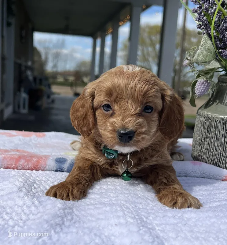 Milo - Mini – Miniature Goldendoodle puppy for sale in Warsaw, NY