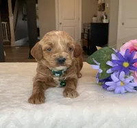 Milo - Mini, a male Miniature Goldendoodle for sale in Warsaw, NY – Photo 3 of 3