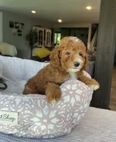 George - Mini, a male Miniature Goldendoodle for sale in Warsaw, NY – 1 of 4